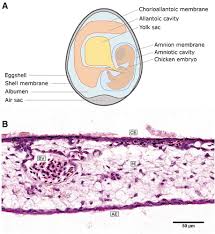 Transports foreign bodies and mucous stream from the bronchus or bronchiole toward the proximal airway (mills: Chorioallantoic Membrane Assay As Model For Angiogenesis In Tissue Engineering Focus On Stem Cells Tissue Engineering Part B Reviews