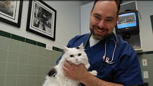 We provide los angeles with not only cat and dog teeth cleaning, but the full array of dental needs for our patients. Senior Dog And Cat Wellness Care Plainfield Veterinary Clinic Plainfield Il