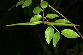 Image result for Secamone parvifolia