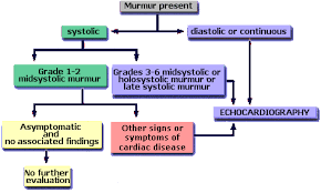 Laboratory And Imaging Heart Sounds Murmurs Exam