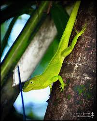 Image result for Anagallis gracilipes