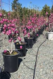 Image result for magnolia soulangeana