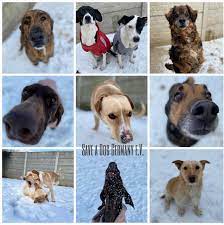 Is your dog emotionally scarred? Tierschutzverein Save A Dog Germany E V Home Facebook