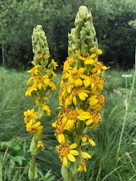 Image result for Ligularia sibirica