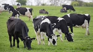Eliminaci&oacute;n de retenciones a las vacas: un impulso para la ganader&iacute;a y la econom&iacute;a Argentina