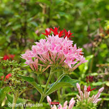 Image result for Pentarrhinum