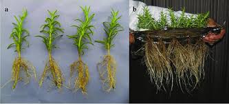 Image result for rosemary cuttings