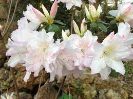 Mariette S Back To Basics Our White Lace Azalea Near Gazebo Azaleas White Azalea Flower Drawing