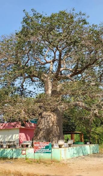 Historic Baobab tree at Wai Heritage Walk