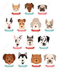 Dog Breeds Collection With Ribbon And Name Vector Flat Illustrations Royalty Free Cliparts Vectors And Stock Illustration Image 65979798
