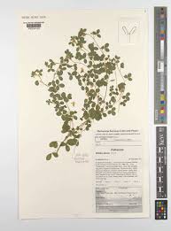 Image result for Dichilus