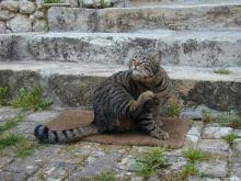 Kedi Pirelerine Karsi Ucuz Kolay Ve Dogal Yontemler Minik Dostum Minik Dostum