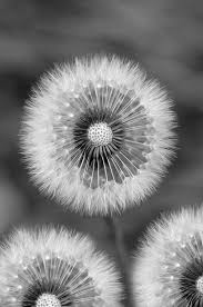 Pin By Linda Shucraft On Eye Delight Beautiful Flowers Flowers Dandelion