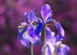 Pin On Iris Flowers Care