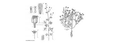 Image result for Chrysanthellum