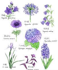 这是来自 来自石可的图片分享 堆糖网 flower drawing flower art flower painting