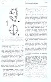 Image result for Lipocarpha atra