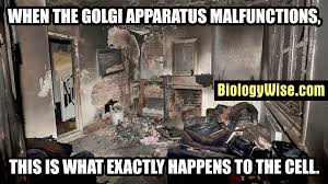 Allowing transport of nutrients, waste products, and cell organelles from one part of the cell to animal cells have centrioles, centrosomes, and lysosomes while plant cells do not have any of them. Plant Cell Organelles Biology Wise