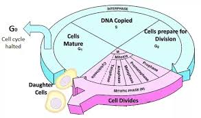 Stages g1, s, and g2 must always occur. What Are The Phases Of Interphase In The Cell Cycle Quora