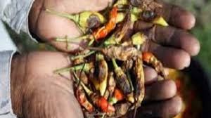 Maybe you would like to learn more about one of these? 6 Cara Mengatasi Penyakit Pada Tanaman Cabe Rawit Ilmubudidaya Com