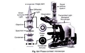 5 Important Types Of Microscopes Used In Biology With Diagram