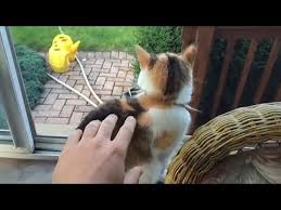 Epic Laugh Funniest Scared Cat Home 2018 Compilation Funny Cat Videos 3 Youtube Scared Cat Funny Cat Videos Cat Gif