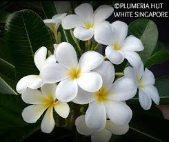 I never actually smelled plumeria. 42 My Plumerias Ideas Plumeria Frangipani Plants