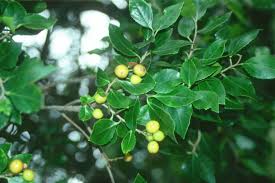 Image result for Scolopia