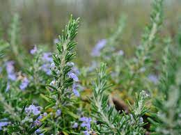 We also cover how to grow rosemary from seeds and cuttings, caring for your plants and harvesting and how to grow rosemary from cuttings: How To Grow Rosemary Bbc Gardeners World Magazine