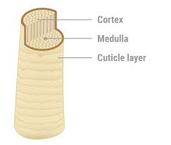 The cortex layer is where chemical processes such as hair relaxers and colour changes, take place. Plantur 21 Hair Facts