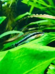 Check spelling or type a new query. Does My Otocinclus Look Hungry Or Is It Okay Aquariums