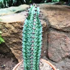 Image result for Euphorbia confinalis