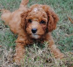 Premier doodle breeder in the atlanta area of exceptional english goldendoodles and stunning aussiedoodles (australian shepherd/poodle). Mini Goldendoodle Puppies Georgia The Y Guide