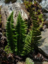 Image result for Lonchitis