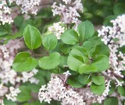 Image result for Syringa meyeri ´Palibin