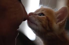 Gray/beige tabby, short hair, spayed female, born approx. About Us City Of Chula Vista