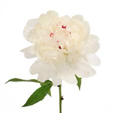 + peonies as field grown cut flowers in alaska. Festiva White Peonies With November Delivery Fiftyflowers