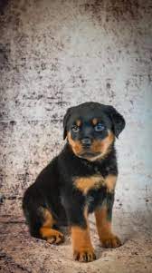 Rottweiler Puppies For Sale Lancaster Puppies Rottweiler Puppies For Sale Rottweiler Puppies Rottweiler