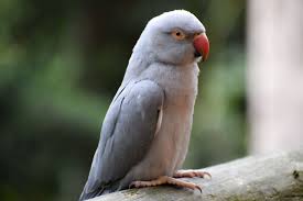 Grey Indian Ringneck Parakeet Parakeet Ring Necked Parakeet Pet Birds