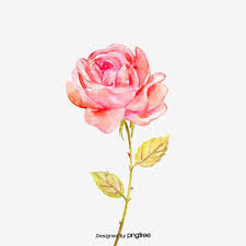 Millions Of Png Images Backgrounds And Vectors For Free Download Pngtree Watercolor Flower Illustration Flower Png Images Rose Flower Hd