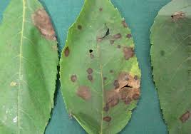 Image result for Walnut blight
