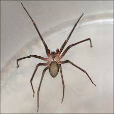 Brown recluse spider control can take months to achieve, but it is possible using good integrated pest management techniques. Pest Control Library Termite Pest Control