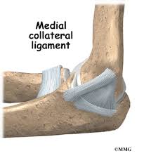 The last two ligaments connect the radius to the ulna, and are the anular and quadrate ligaments. Elbow Anatomy Eorthopod Com