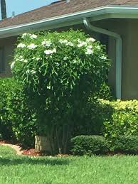 Maybe you would like to learn more about one of these? What Is This Tree With White Flowers Called Located In Sw Florida Flowers Forums