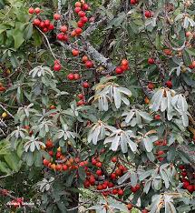 Image result for Englerophytum natalense