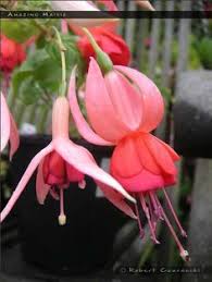 Risultati immagini per Naturaleza perfecta. Fuchsia.