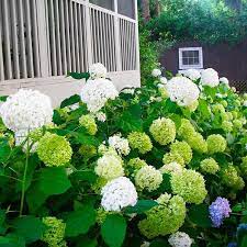 A Grouping Of Annabelle Hydrangeas Screen The Underside Of A Back Porch Whereas The Blooms Of Most Hydrangea Landscaping French Hydrangea Annabelle Hydrangea