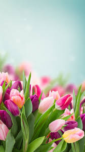 Pinterest Catherinesullivan2017 Spring Flowers Wallpaper Flower Wallpaper Spring Flowers