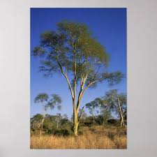 Image result for Acacia xanthophloea