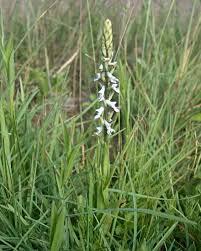 Image result for Disa brevicornis